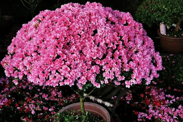 Loài hoa như bím tóc hồng thắt nơ xanh, xinh đẹp, khí chất, trồng trong nhà xua xui xẻo, đón may mắn-13