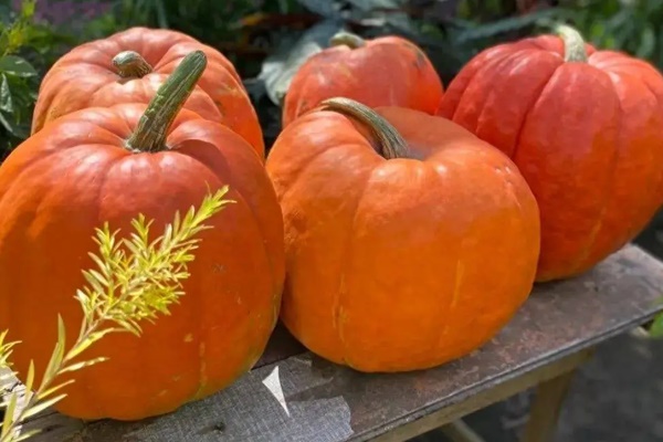 Loại quả được người Nhật gọi là trường sinh nhưng 4 nhóm người nên thận trọng khi ăn-1