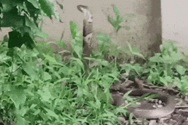 Clip: Suýt dẫm phải rắn hổ mang khổng lồ, bé gái la hét bỏ chạy-1