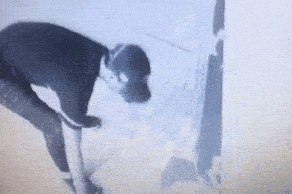 Clip: Tài xế ô tô cố tình đâm ngã bé trai vì cho rằng bị cản đường-1