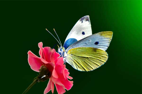 Quý 4/2023: 4 con giáp chạy nước rút, bứt phá thành công, thắng lợi về đích, hầu bao rủng rỉnh-5