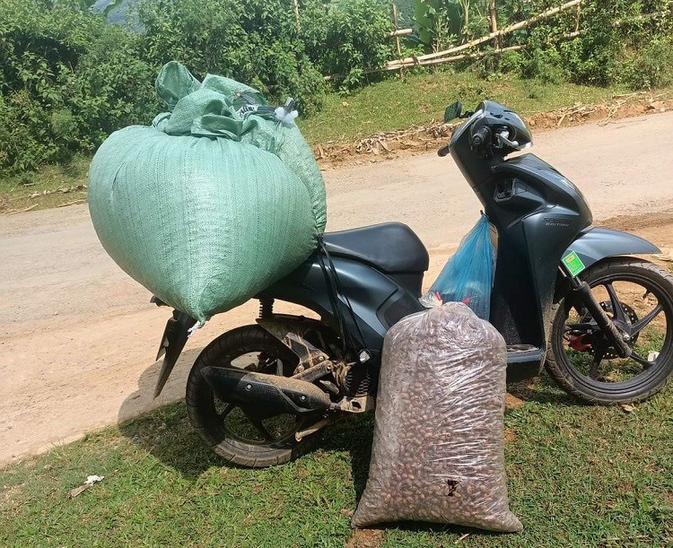 Bất ngờ xác loại côn trùng bò lên từ lòng đất được mua với giá 1,5 triệu đồng/kg-3