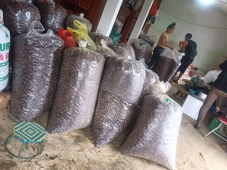 Bất ngờ xác loại côn trùng bò lên từ lòng đất được mua với giá 1,5 triệu đồng/kg-4