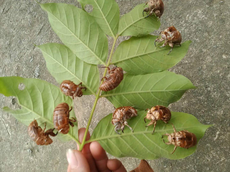 Bất ngờ xác loại côn trùng bò lên từ lòng đất được mua với giá 1,5 triệu đồng/kg-5