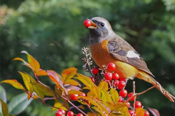 4 con giáp mở cửa tài lộc từ cuối tháng 9, có quý nhân dẫn đường-5