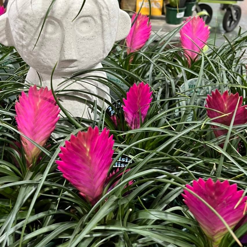 Loài hoa như bím tóc hồng thắt nơ xanh, xinh đẹp, khí chất, trồng trong nhà xua xui xẻo, đón may mắn-2