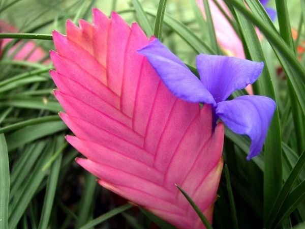 Loài hoa như bím tóc hồng thắt nơ xanh, xinh đẹp, khí chất, trồng trong nhà xua xui xẻo, đón may mắn-5