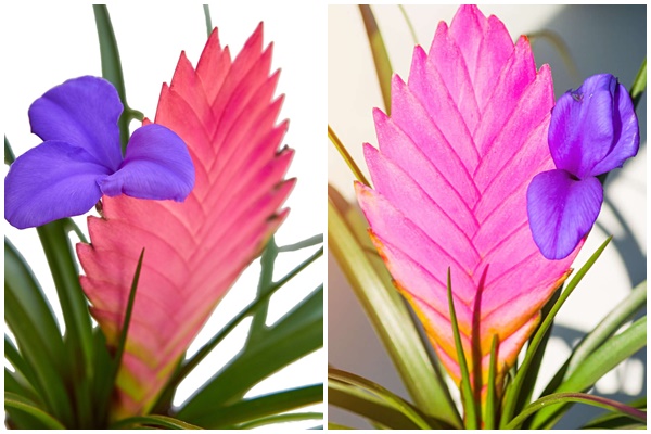 Lý do nên trồng cau cảnh trước nhà-2