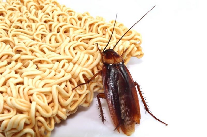 Killing cockroaches with instant noodle water-1