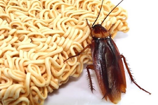 Cách diệt gián bằng nước mỳ tôm