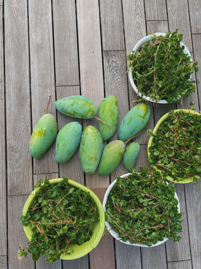 Thành quả từ vườn cây khiến nàng dâu hào môn Tăng Thanh Hà càng thêm được nể phục khi thành nông dân mát tay-2