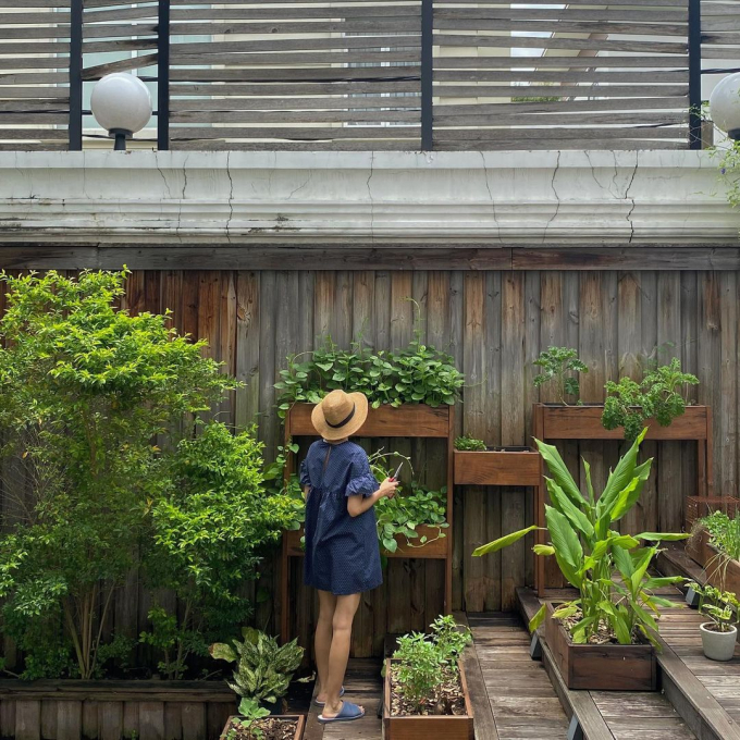 Thành quả từ vườn cây khiến nàng dâu hào môn Tăng Thanh Hà càng thêm được nể phục khi thành nông dân mát tay-13