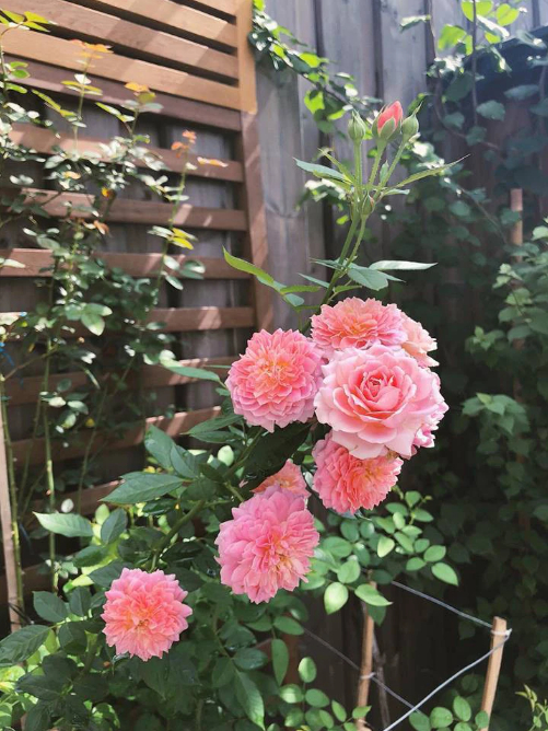 Thành quả từ vườn cây khiến nàng dâu hào môn Tăng Thanh Hà càng thêm được nể phục khi thành nông dân mát tay-14