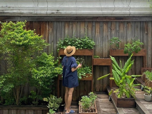 Thành quả từ vườn cây khiến nàng dâu hào môn Tăng Thanh Hà càng thêm được nể phục khi thành nông dân mát tay-8