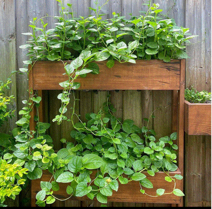 Thành quả từ vườn cây khiến nàng dâu hào môn Tăng Thanh Hà càng thêm được nể phục khi thành nông dân mát tay-19