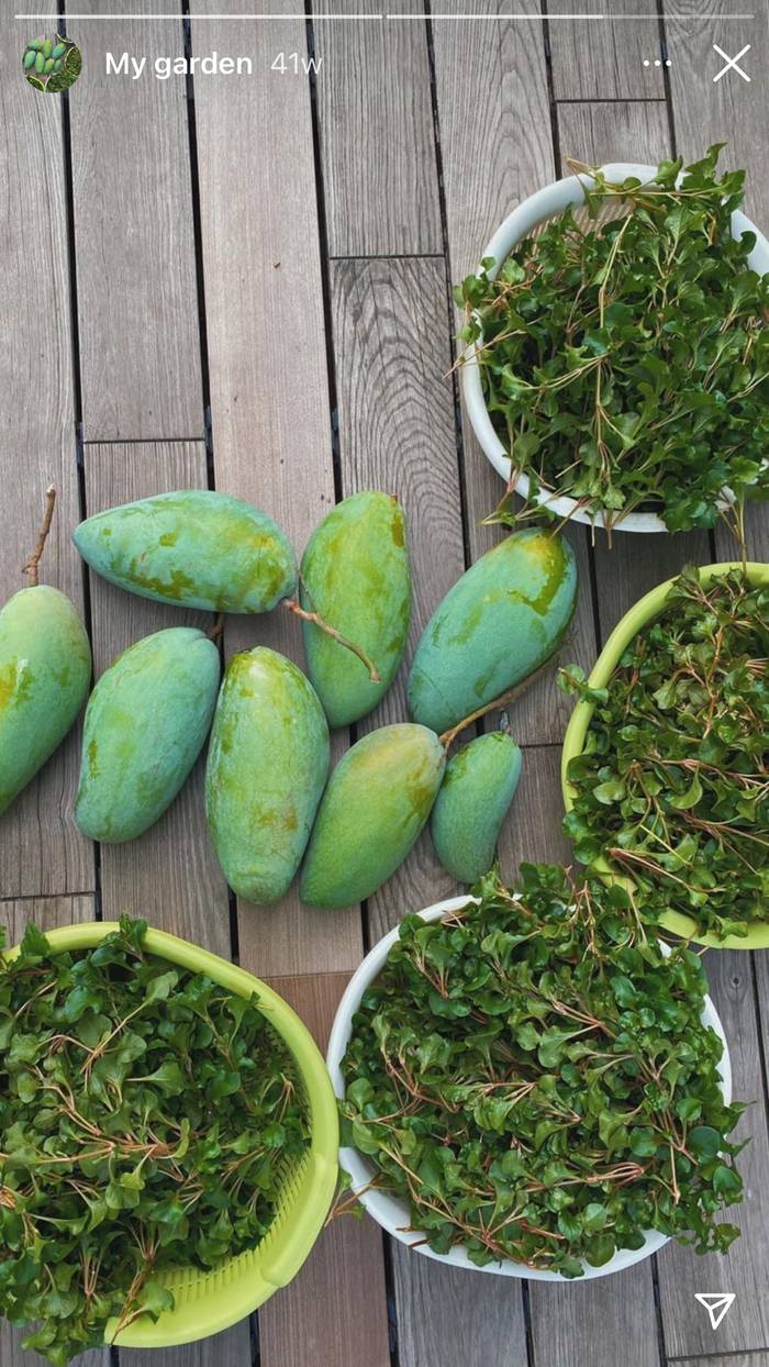 Thành quả từ vườn cây khiến nàng dâu hào môn Tăng Thanh Hà càng thêm được nể phục khi thành nông dân mát tay-22