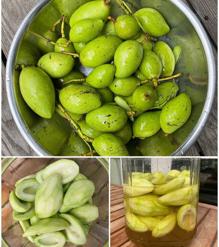 Thành quả từ vườn cây khiến nàng dâu hào môn Tăng Thanh Hà càng thêm được nể phục khi thành nông dân mát tay-24