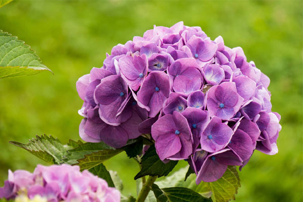 Tử vi ngày 29/9/2023: Tuổi Sửu vị trí vững chắc, tuổi Mùi tạo bước đột phá-4