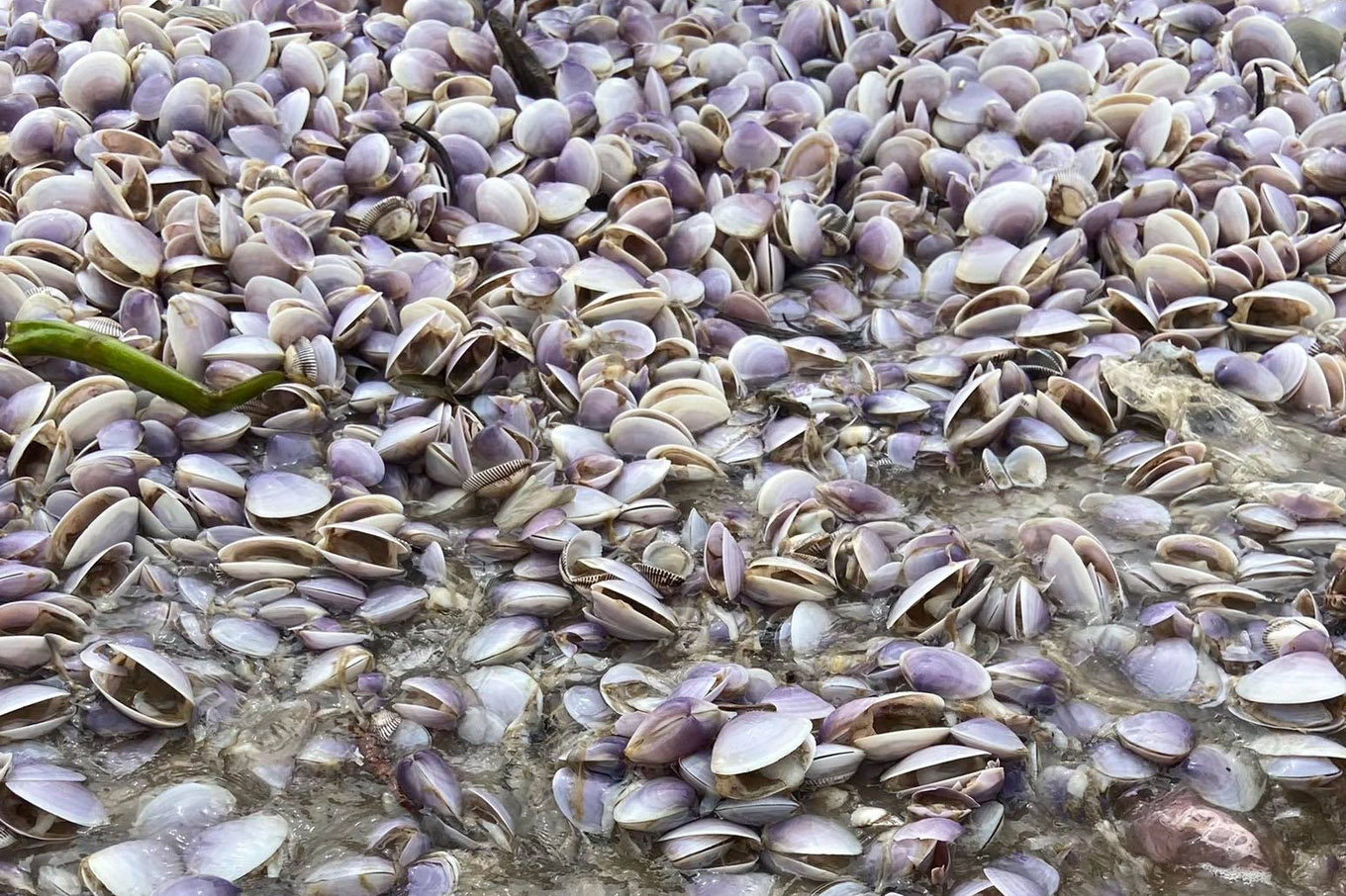 1km dọc bãi biển chất đầy ngao, người dân xách bao tải đi nhặt lộc-1