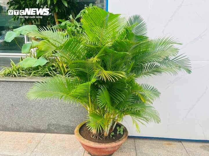 Lý do nên trồng cau cảnh trước nhà-1