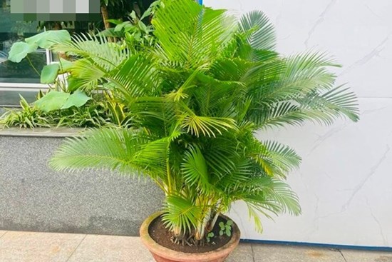 Lý do nên trồng cau cảnh trước nhà