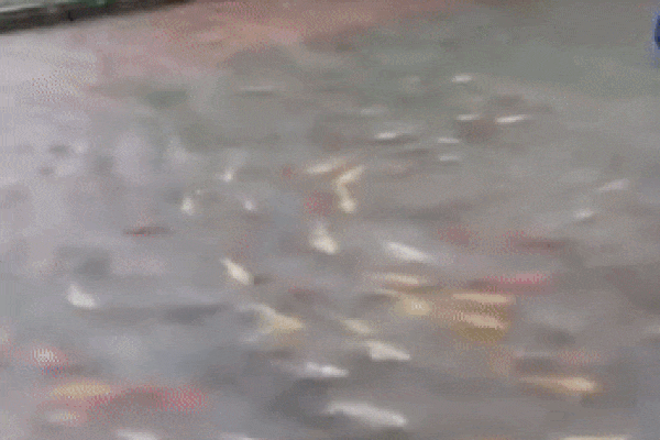 Mưa lớn, hàng trăm con cá Koi vượt ao lên sân ủy ban huyện
