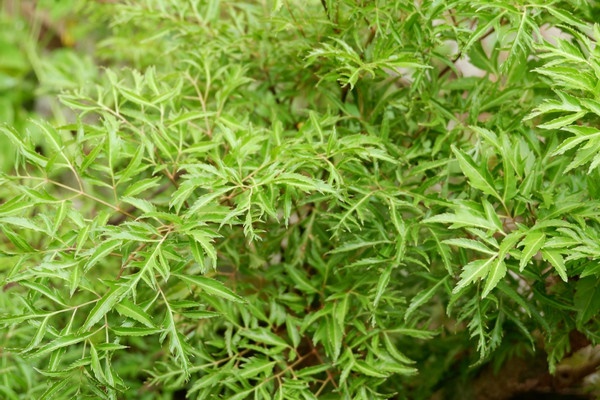 Loại cây cảnh được ví như nhân sâm của người nghèo-1