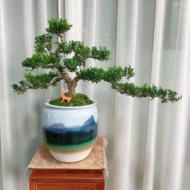 Trồng 3 cây này phúc lộc đầy nhà, 10 năm vẫn tươi tốt, hàm ý mong muốn con cháu ngày càng hưng thịnh-1