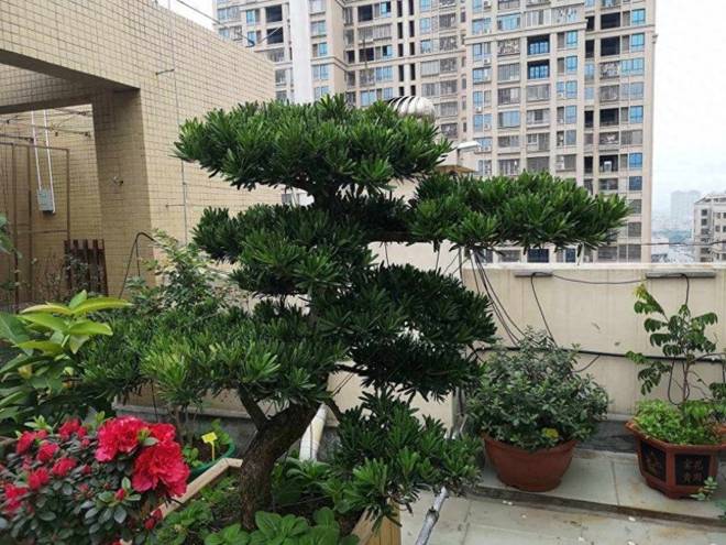 Trồng 3 cây này phúc lộc đầy nhà, 10 năm vẫn tươi tốt, hàm ý mong muốn con cháu ngày càng hưng thịnh-5