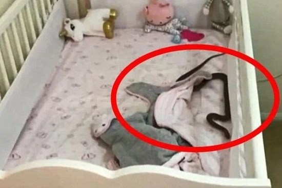 Phát hiện cảnh tượng đáng sợ trong cũi, mẹ vội vàng bế con tháo chạy
