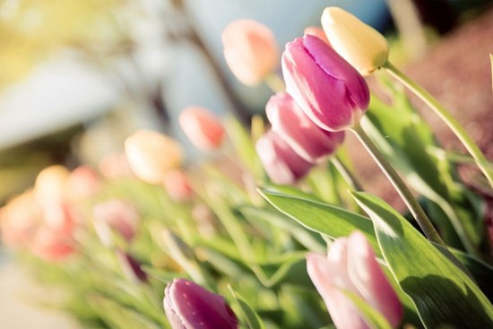 Tử vi ngày 29/9/2023 của 12 cung hoàng đạo: Bạch Dương tự tin, Sư Tử bất an