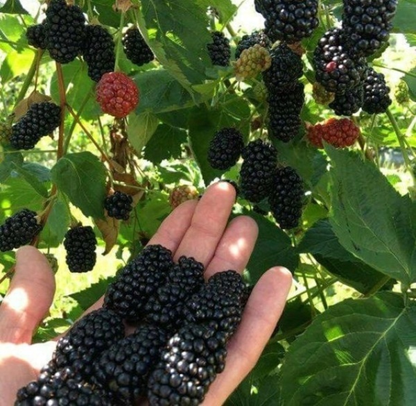 6 thực phẩm màu tím là vua chống oxy hóa”, giúp giảm cân, phòng ung thư-2