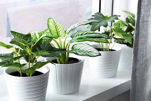 Cây lộc vừng có nên trồng trước nhà? Đây mới là vị trí đúng, vừa đẹp vừa hợp phong thủy-6