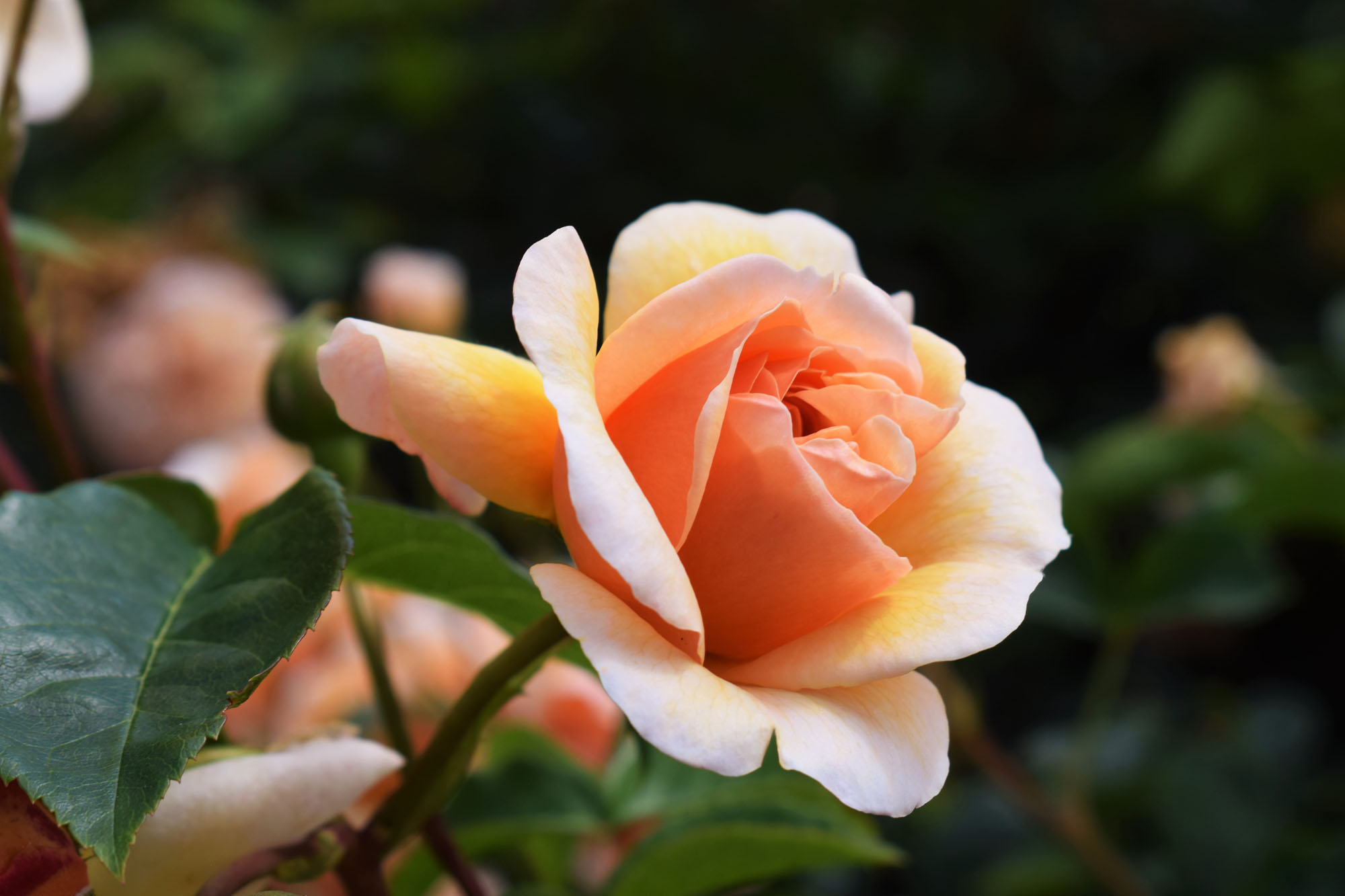 Lộc rơi trước cửa: 3 con giáp có tố chất lãnh đạo bẩm sinh, tháng 10 đạt thành quả đáng tự hào-3