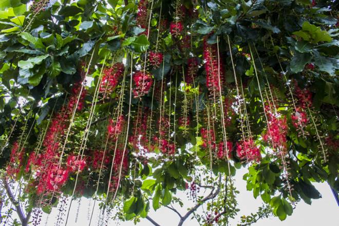 Cây lộc vừng có nên trồng trước nhà? Đây mới là vị trí đúng, vừa đẹp vừa hợp phong thủy-1