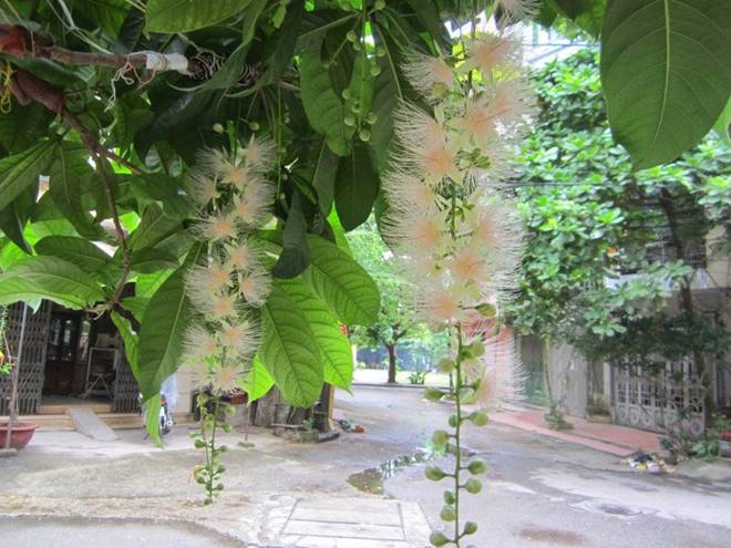 Cây lộc vừng có nên trồng trước nhà? Đây mới là vị trí đúng, vừa đẹp vừa hợp phong thủy-2