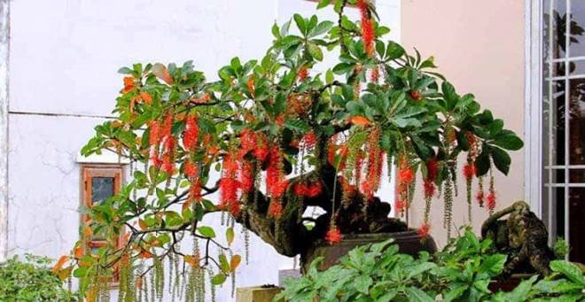 Cây lộc vừng có nên trồng trước nhà? Đây mới là vị trí đúng, vừa đẹp vừa hợp phong thủy-4