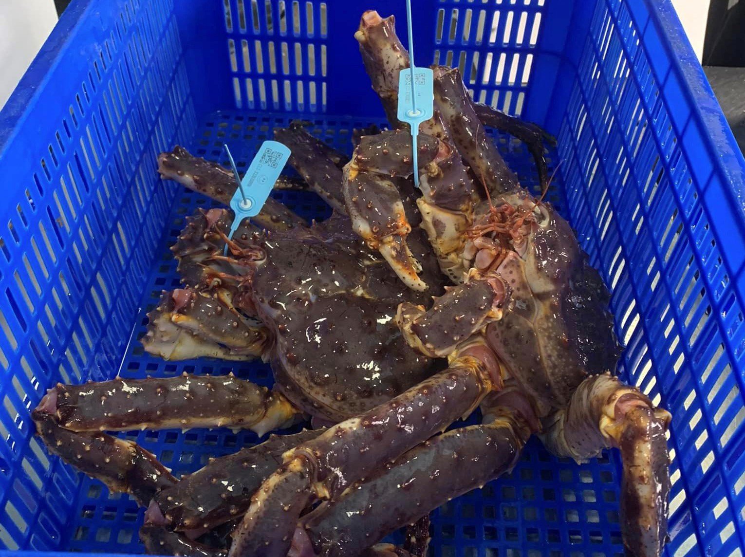 Cua hoàng đế giảm giá mạnh đến gần 1 triệu đồng/kg, khách vẫn quay lưng”-2