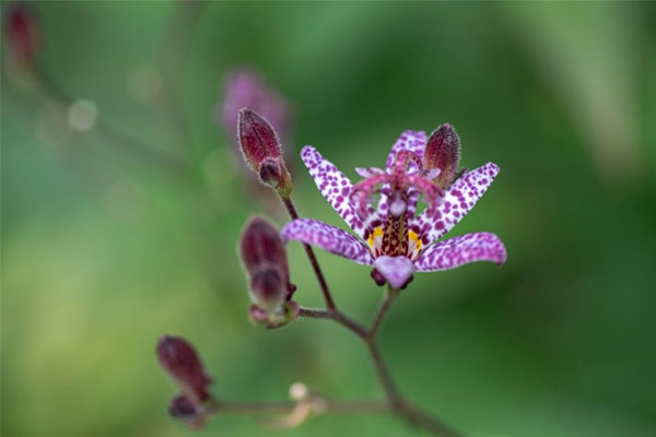 4 con giáp càng lạc quan càng nhiều may mắn, không chỉ sự nghiệp hanh thông mà tình duyên cũng thuận lợi-5