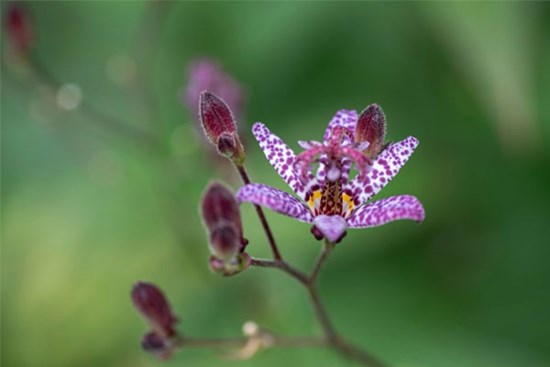 Tử vi ngày 30/9/2023: Tuổi Tý lộc tự đến nhà, tuổi Ngọ một nhịn chín lành