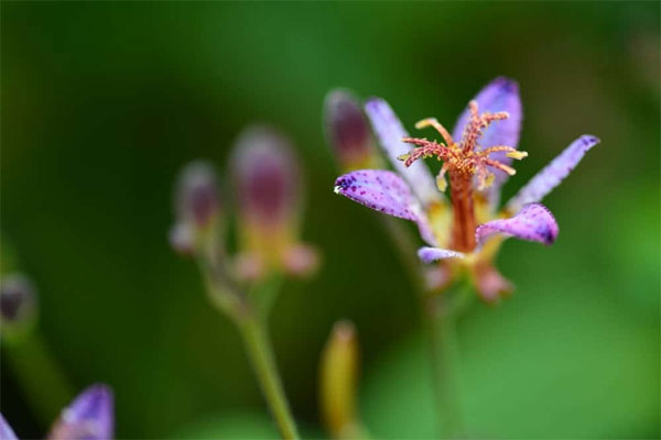 Tử vi ngày 30/9/2023: Tuổi Tý lộc tự đến nhà, tuổi Ngọ một nhịn chín lành-3