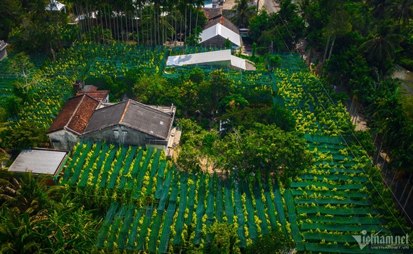 Làng trầu lớn nhất miền Tây-1