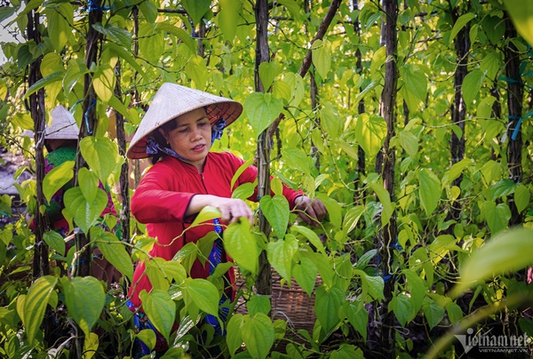 Làng trầu lớn nhất miền Tây-3