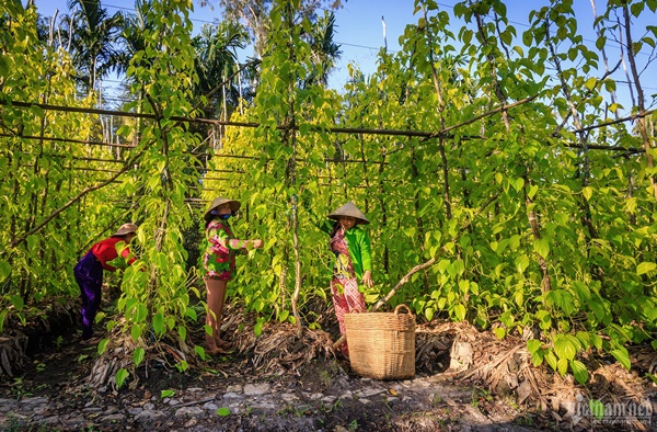 Làng trầu lớn nhất miền Tây-4