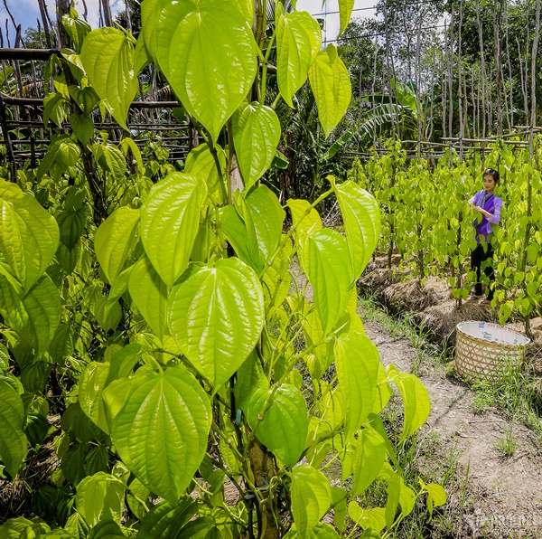 Làng trầu lớn nhất miền Tây-5