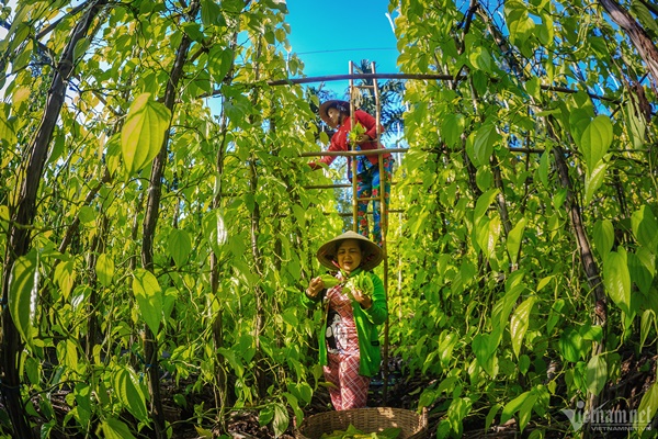 Làng trầu lớn nhất miền Tây-6