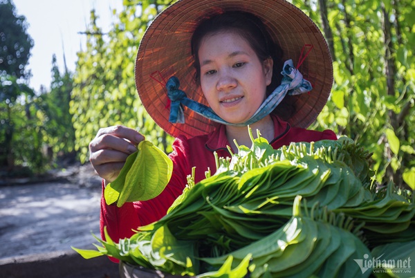 Làng trầu lớn nhất miền Tây-7