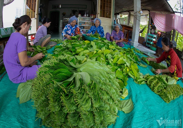 Làng trầu lớn nhất miền Tây-8