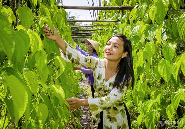 Làng trầu lớn nhất miền Tây-9