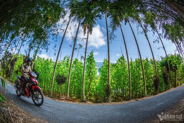 Làng trầu lớn nhất miền Tây-10